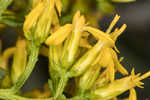 Woody goldenrod